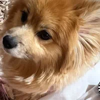 سگ گمشده|حیوانات|رشت, منظریه|دیوار