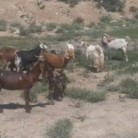 تعدادی بز چاق کشتاری مناسب برای دیگ حلیم