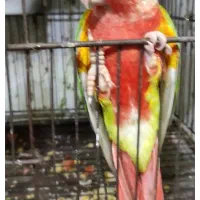 جفت مولد آناناسی دبل ردسرخ|پرنده|قائمشهر, |دیوار