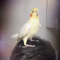 عروس هلندی نره سخنگو