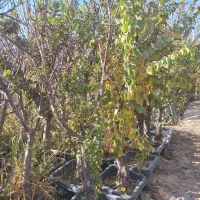 نهال و درخت روتبال پایان کار بزرگ تنومند تنه دار|خدمات باغبانی و درختکاری|فلاورجان, |دیوار