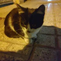 نیاز به سرپرست فوری گربه مادر و بچه