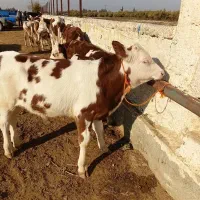 تکی وعمده  فروشی گوساله