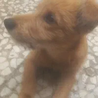 توله سگ