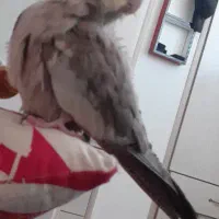 عروس هلندی گمشده