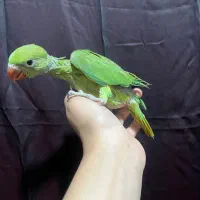 عروس هلندی/ملنگو/گرینچیک