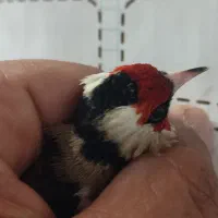 گلبسر سهره ،سهره قناری