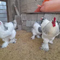 جوجه برهما امپراتور بیگ سایز گریدA