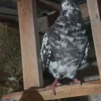 کفتر  کبوتر  پرشی ناب جوان
