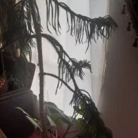 گل آپارتمانی|گل و گیاه طبیعی|اهر, |دیوار