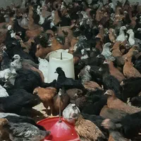 انواع جوجه مرغ گلپایگانی اصل سنین مختلف|پرنده|نجف‌آباد, پادگان عاشورا|دیوار