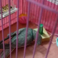 عروس هلندی مولد