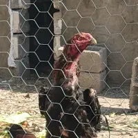تخم مرغ لاری