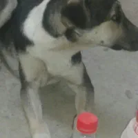 سگ ۵ ماهه واگذاری رایگان|سگ|محمدشهر, محمدشهر|دیوار