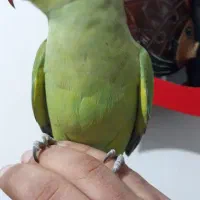 ملنگو رام سخنگو