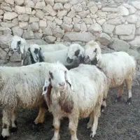 میش ورندیل داشت|حیوانات مزرعه|چاروسا, |دیوار