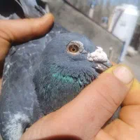 فروش نرجان آردن خالص