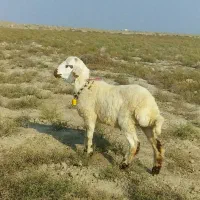 یک بره سفید افشاری + بز تضمین آبستن