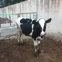 گوساله نر و ماده هولیشتان