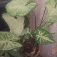 گلهای طبیعی اپارتمانی|گل و گیاه طبیعی|خلخال, |دیوار