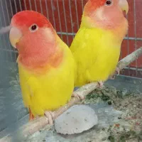 جفت هایه رنگ خاص