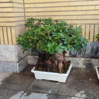 شبه بنسای خاص و‌تک|گل و گیاه طبیعی|کرج, گوهردشت|دیوار