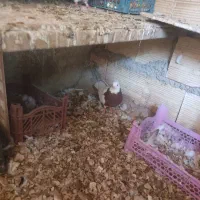 کبوتر سینه ای و طوقی|پرنده|اهواز, فرهنگ شهر|دیوار