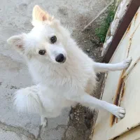 سگ پامریین روباهی