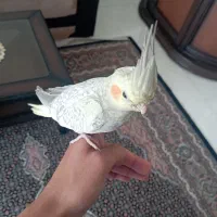 عروس هلندی دستی|پرنده|اردبیل, |دیوار
