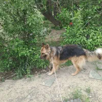 سگ ژرمن شپرد گم شده