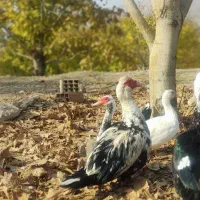 اردک اسراییلی