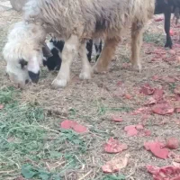 بره قوچ بختیاری اصل اصل میش رون کیلوی و روپا|حیوانات مزرعه|داراب, |دیوار