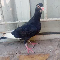پلنگ نر به ضمانت