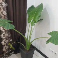 گل بابا آدم