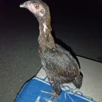 تیش افغان ۴ماهه