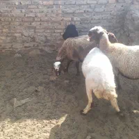 شیشک ماده گوشتی و بره ماده|حیوانات مزرعه|گلپایگان, |دیوار