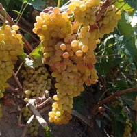 نهال گلدانی|گل و گیاه طبیعی|بناب, |دیوار