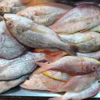 سلام ماهی تازه رسید تاریخ ۱۵و۸|ماهی|یزد, |دیوار