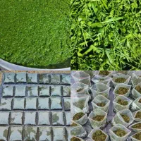 سبزی خورشتی خام و پخته راهمرمزبرنج چمپامیداوودکشک