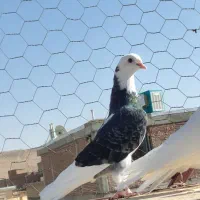 کبوتر|پرنده|بوکان, |دیوار