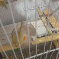 عروس هلندی جفت