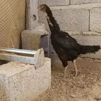 مرغ لاری اصیل افقان.افغان|حیوانات مزرعه|تبریز, |دیوار