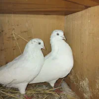 یه جفت کبوتر اس برای فروش