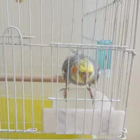 عروس هلندی دستی|پرنده|فردیس, قریشی|دیوار