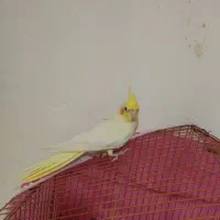 عروس هلندی|پرنده|شاندیز, |دیوار