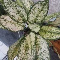آگلونما برفی
