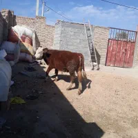 سمینتال اصل|حیوانات مزرعه|کلیبر, |دیوار