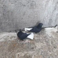 دمسفیدطوقی کله الماس زرد کله سفید زاغ سرخ سینه ای