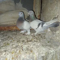 کفتر سوسنی بهبهانی|پرنده|شیراز, محمدیه|دیوار