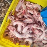 اسکلت و گردن مرغ